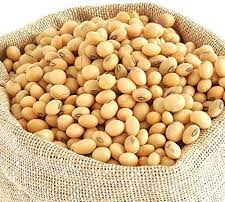 Soya Bean