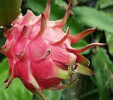 Dragon Fruit