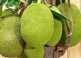 Jack Fruit